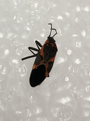 Lygaeus kalmii
