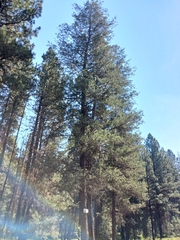 Pseudotsuga menziesii glauca