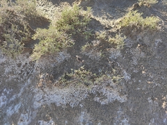 Halocnemum strobilaceum