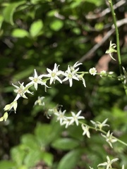 Stenanthium gramineum