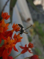 Polybia plebeja
