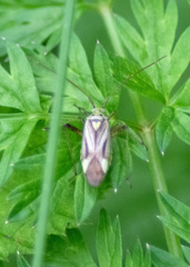 Adelphocoris quadripunctatus