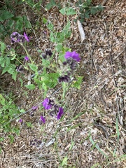 Mirabilis nyctaginea
