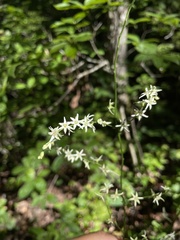 Stenanthium gramineum