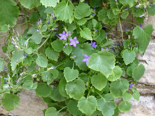 Campanula portenschlagiana