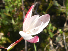 Hesperantha falcata