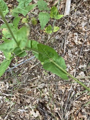 Mirabilis nyctaginea