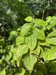 Boehmeria cylindrica