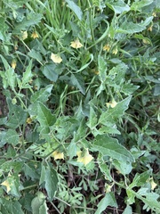 Physalis hederifolia