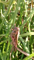 Schistocerca americana