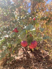 Prunus ilicifolia ilicifolia