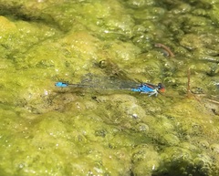 Erythromma viridulum