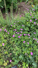 Geranium sanguineum