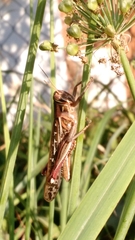 Schistocerca americana