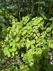 Boehmeria cylindrica