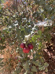 Prunus ilicifolia ilicifolia