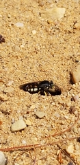 Bicyrtes quadrifasciatus