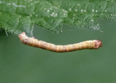 Cyclophora albipunctata