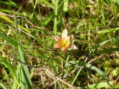 Romulea setifolia