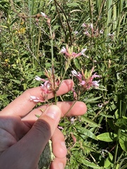 Oenothera gaura