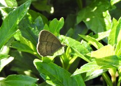 Hermeuptychia hermes