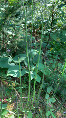 Equisetum hyemale