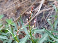 Persicaria minor