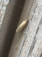Oecetis