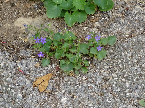 Campanula portenschlagiana