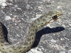 Malpolon monspessulanus