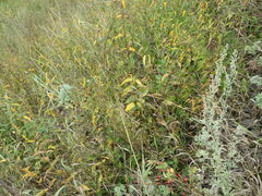 Vincetoxicum hirundinaria