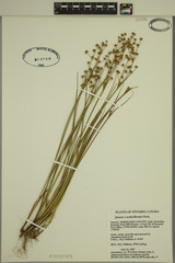 Juncus × nodosiformis