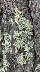 Flavoparmelia caperata