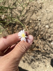 Malacothrix saxatilis commutata