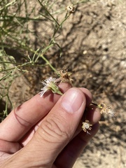 Malacothrix saxatilis commutata