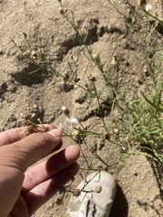 Malacothrix saxatilis commutata