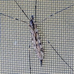 Tipula abdominalis
