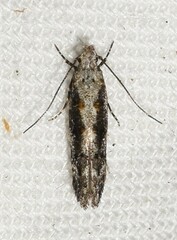 Coleotechnites florae