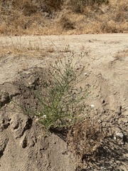 Malacothrix saxatilis commutata