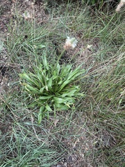 Plantago lanceolata