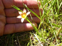 Romulea setifolia