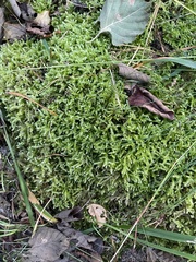 Eurhynchium angustirete