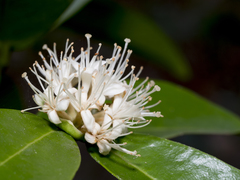 Phaleria octandra