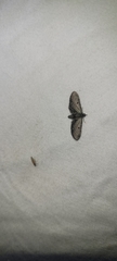 Eupithecia miserulata