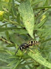 Vespula maculifrons