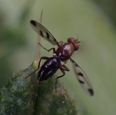 Geomyza tripunctata
