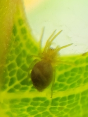Araniella displicata