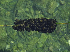 Mytilus galloprovincialis