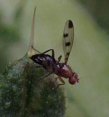 Geomyza tripunctata
