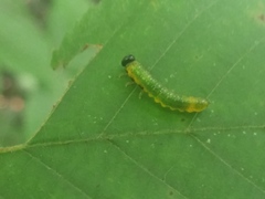 Tenthredinoidea